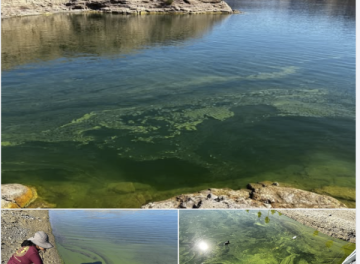TOXIC blue-green algae, “treated” Las Vegas sewage and PEE in Colorado River and Lake Mead