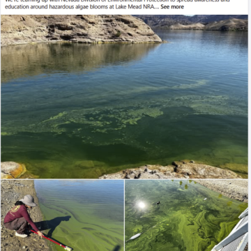 TOXIC blue-green algae, “treated” Las Vegas sewage and PEE in Colorado River and Lake Mead